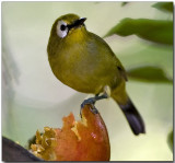 Montane White-eye