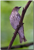Violet-backed Starling - female