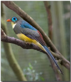 Sumatran Trogon