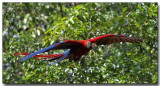 Scarlet Macaw