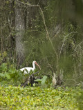 Brazos Bend State Park