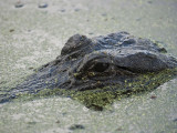 Brazos Bend State Park