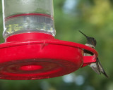9.16.09 Hummingbird, Minolta A1.jpg