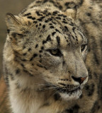 No.13 - Snow Leopard