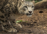 No.19 - Snow Leopard