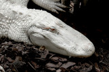 White Alligator2.1624.jpg
