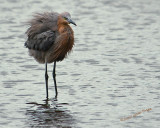 Reddish Egret nt.3955.jpg