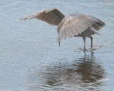 Reddish Egret nt.3979.jpg