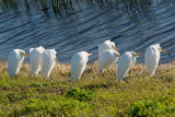 Cattle Egrets Cold nt 4006.jpg