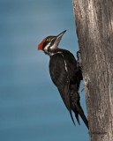 Pileated NTtree3886.jpg