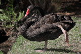 Australian Black Swan3.10.NT4876.jpg