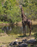 Giraffe3.31.10.NT 4805.jpg