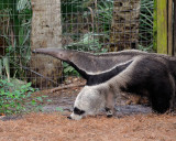 Ant Eater0368.jpg