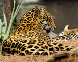 Big Cat NT0365.jpg