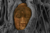 Buddha in tree history brush and brush tool cropped 2.jpg