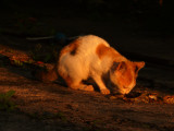 Cat Hsipaw.jpg