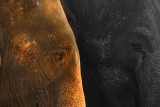 Two elephants web.jpg
