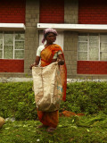 Tea picking woman.jpg