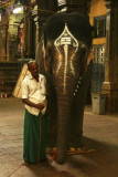 Temple elephant Madurai 2.jpg