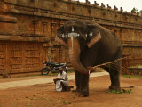 Temple elephant Thanjavur.jpg