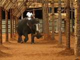 Temple elephant Trichy.jpg