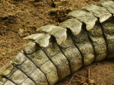 Croc tail.jpg