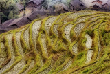 rice terraces near Longsheng.jpg