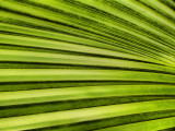 Green stripes.jpg