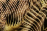 Zebra stripes 4.jpg