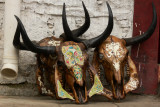 Yak skulls for sale