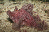 Weedy Scorpionfish