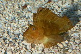 Scorpionfish_7460.jpg