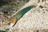 Blue-spotted Jawfish