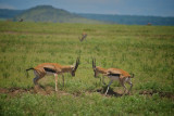 Grants gazelle, Serengeti