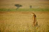 A cheetah, Serengeti NP, Tanzania