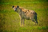 Hyena