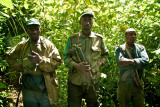 Gorilla trackers, Rwanda