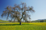 SDIM0648 California Oak in spring.jpg