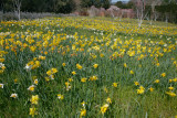 SDIM0415 daffodils field 2.jpg