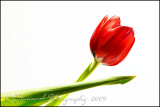 2009Apr01 Tulip 2991