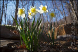 2009Apr16 Daffodil Wide Angle 3176