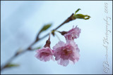 2009Apr25 Weeping Cherry Blossom 3320.jpg