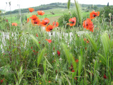 tuscan poppy flowers (G)