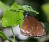 Jard. Bota. Papillons