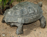 Jard. Bota. Tortues