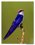 Wire-tailed Swallow (Hirundo smithii)-5616