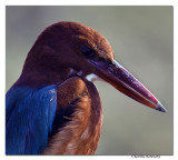 White-breasted Kingfisher (Halcyon Smyrnensis)-9213