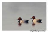 Common Pochard (Aythya ferina)_DD37286