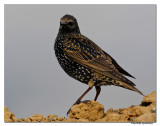 Common Starling(Sturnus vulgaris)_DD38739