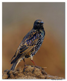 Common Starling(Sturnus vulgaris)_DD38745